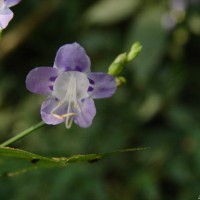 Strobilanthes cordifolia (Vahl) J.R.I.Wood